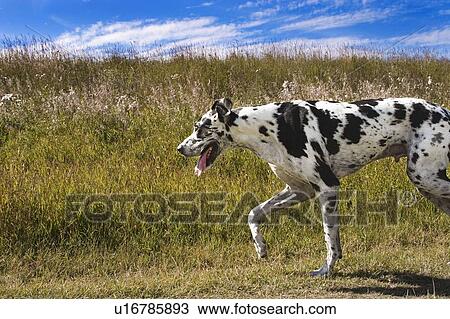 A Dalmatian running View Large Photo Image Stock Image - A Dalmatian running. Fotosearch