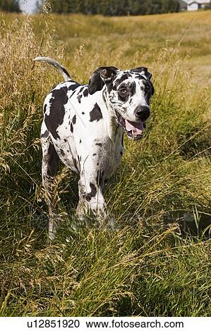 A Dalmatian View Large Photo Image Stock Image - A Dalmatian. Fotosearch