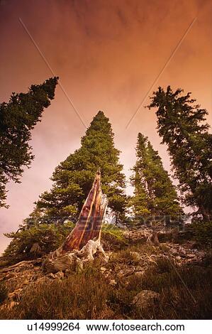 Picture - A dead tree in between live trees. Fotosearch