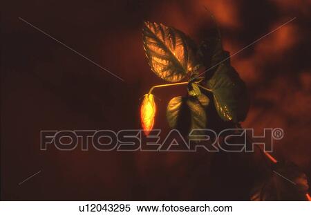 Stock Photography - A Hibiscus Bud. Fotosearch