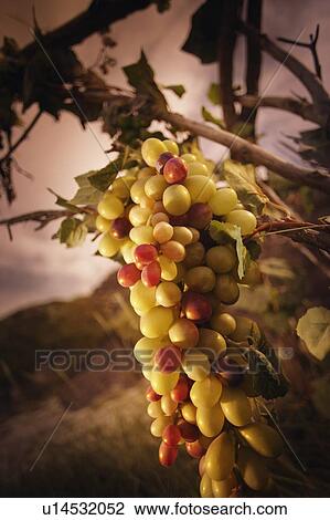 A large bunch grapes View Large Photo Image Stock Image - A large bunch grapes. Fotosearch