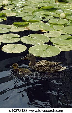 A mother duck and duckling swimming amongst lily pads View Large Photo Image Stock Image - A mother duck and duckling swimming amongst lily pads. Fotosearch