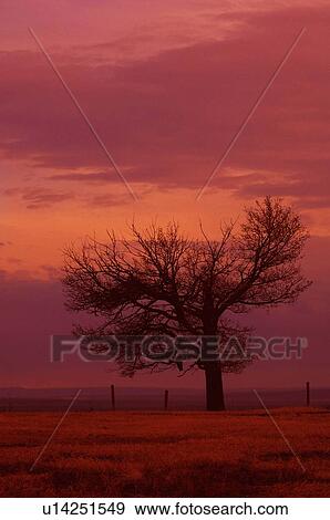 Stock Photo - A tree in field. Fotosearch