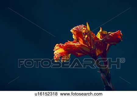 A wet flower View Large Photo Image Stock Photo - A wet flower. Fotosearch