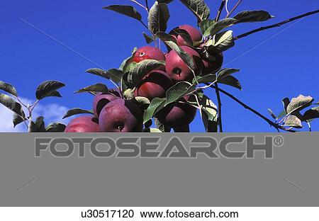 Stock Image - Apples growing on trees. Fotosearch