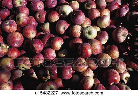 Stock Photo - Apples. Fotosearch