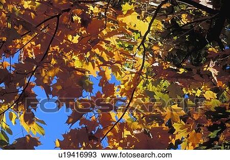 Autumn leaves on a tree View Large Photo Image Stock Image - Autumn leaves on a tree. Fotosearch