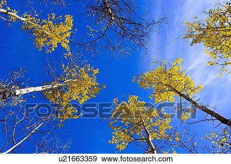Stock Photo - Autumn trees. Fotosearch