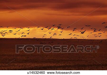 Birds flying over water View Large Photo Image Stock Image - Birds flying over water. Fotosearch