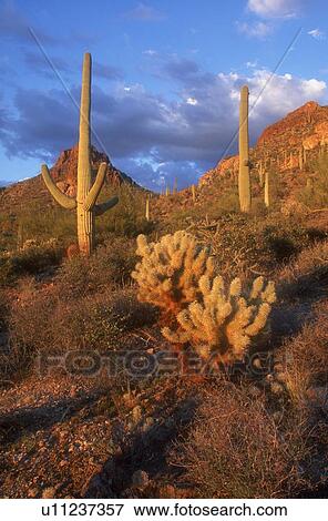 Cacti landscape, Saquaro Cactus National Park Arizona U. S. A. View Large Photo Image Stock Photo - Cacti landscape, Saquaro Cactus National Park Arizona U. S. A.. Fotosearch
