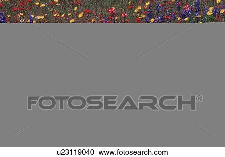 Stock Image - Carpet of wild flowers near Fredericksburg, Texas, U. S. A.. Fotosearch