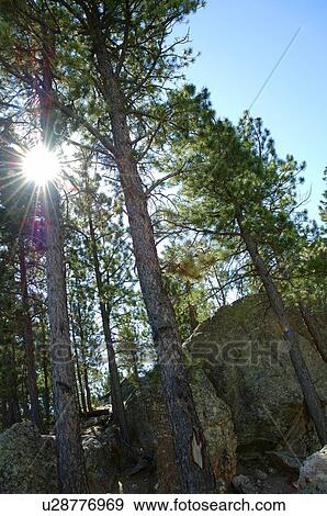 Cliff and trees in forest View Large Photo Image Stock Photo - Cliff and trees in forest. Fotosearch
