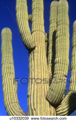 Stock Photo - Close up of a Saquaro Cactus, Saquaro Cactus National Park Arizona U. S. A.. Fotosearch