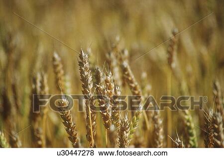 close up of ripe cereal crop View Large Photo Image Stock Photo - close up of ripe cereal crop. Fotosearch
