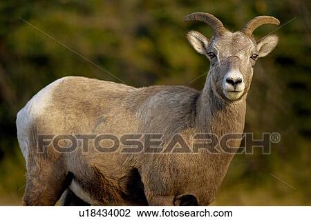 Closeup of a big horned sheep View Large Photo Image Stock Image - Closeup of a big horned sheep. Fotosearch