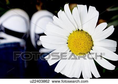 Closeup of a daisy View Large Photo Image Stock Image - Closeup of a daisy. Fotosearch