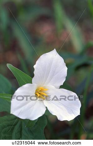 Closeup of a white flower View Large Photo Image Picture - Closeup of a white flower. Fotosearch