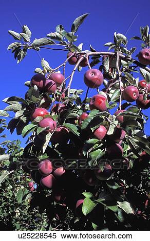 Stock Photography - Closeup of apple tree. Fotosearch