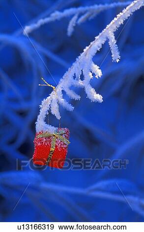 Closeup of present hanging on a branch View Large Photo Image Stock Photo - Closeup of present hanging on a branch. Fotosearch
