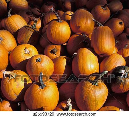 Closeup of pumpkins View Large Photo Image Stock Photo - Closeup of pumpkins. Fotosearch