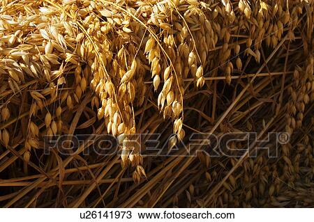 Closeup of what View Large Photo Image Stock Image - Closeup of what. Fotosearch