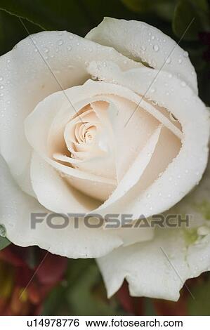 Stock Photograph - Closeup of white rose. Fotosearch