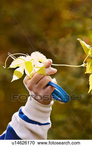 Cutting back branches View Large Photo Image Stock Image - Cutting back branches. Fotosearch
