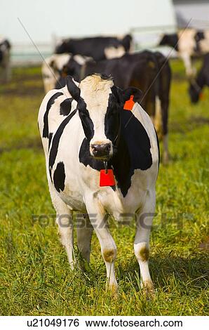 Dairy cow View Large Photo Image Stock Photograph - Dairy cow. Fotosearch