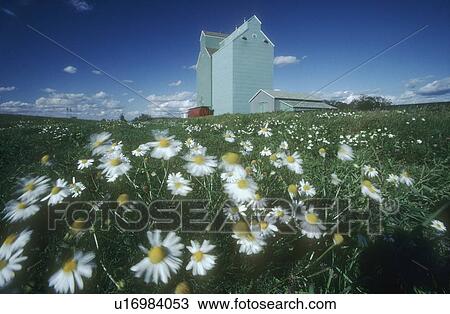 Daisy field and grain elevators, Alberta, Canada View Large Photo Image Stock Image - Daisy field and grain elevators, Alberta, Canada. Fotosearch