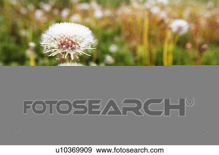 Dandelion seed View Large Photo Image Stock Photo - Dandelion seed. Fotosearch