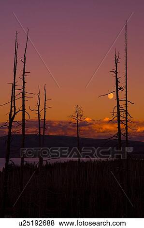 Stock Photo - Dark trees and a lake against the setting sun. Fotosearch