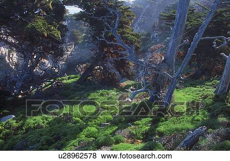 Dead tree trunks amid green vegetation and rocks View Large Photo Image Stock Photo - Dead tree trunks amid green vegetation and rocks. Fotosearch