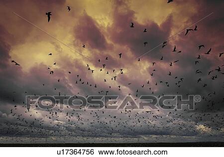 Stock Photograph - Flock of birds against a stormy sky. Fotosearch