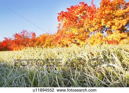 Frosty grass in the autumn View Large Photo Image Stock Image - Frosty grass in the autumn. Fotosearch
