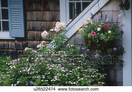 Picture - Garden flowers and house exterior, Cape Cod Massachusetts U. S. A.. Fotosearch