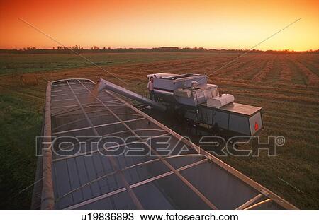 Harvesting the grain View Large Photo Image Stock Image - Harvesting the grain. Fotosearch
