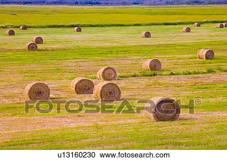 Hay bales in field View Large Photo Image Stock Image - Hay bales in field. Fotosearch