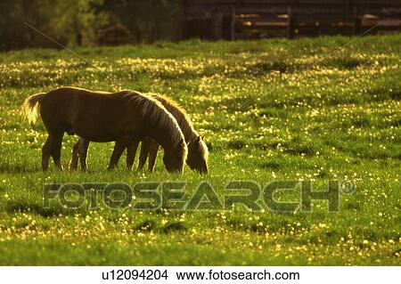 Picture - Horses in a field at sunset. Fotosearch