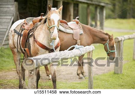 Horses wearing saddles View Large Photo Image Stock Photo - Horses wearing saddles. Fotosearch