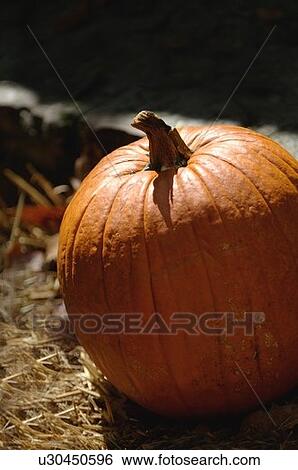 Orange pumpkin View Large Photo Image Stock Photograph - Orange pumpkin. Fotosearch