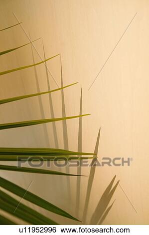 Stock Photograph - Plant frond. Fotosearch