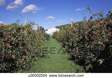 Rows of apple trees View Large Photo Image Picture - Rows of apple trees. Fotosearch