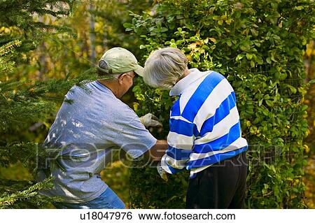Seniors doing yard work View Large Photo Image Stock Photograph - Seniors doing yard work. Fotosearch