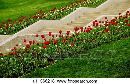 Stock Photo - Staircase lined with flowers. Fotosearch