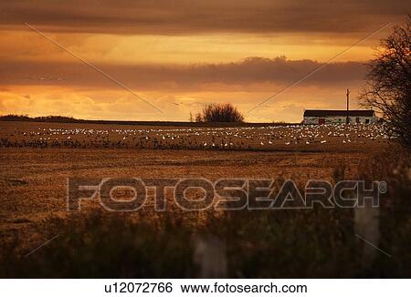 Stock Photograph - Sunset/rise on field. Fotosearch