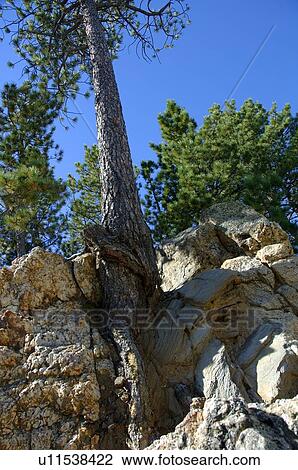 Tree growing in rocks View Large Photo Image Stock Image - Tree growing in rocks. Fotosearch
