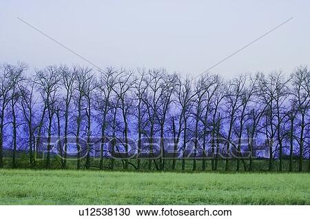 Trees in a row View Large Photo Image Stock Image - Trees in a row. Fotosearch