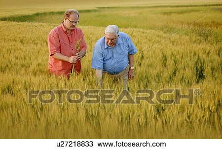 Two men looking at the crop View Large Photo Image Stock Image - Two men looking at the crop. Fotosearch