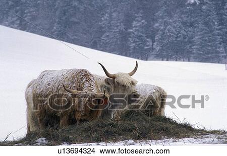 Picture - Two yaks grazing in a snow-covered (snow covered) field against evergreens. Fotosearch