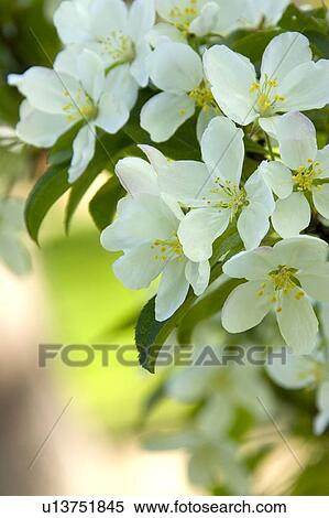 White Crab Apple Blossoms View Large Photo Image Stock Photography - White Crab Apple Blossoms. Fotosearch